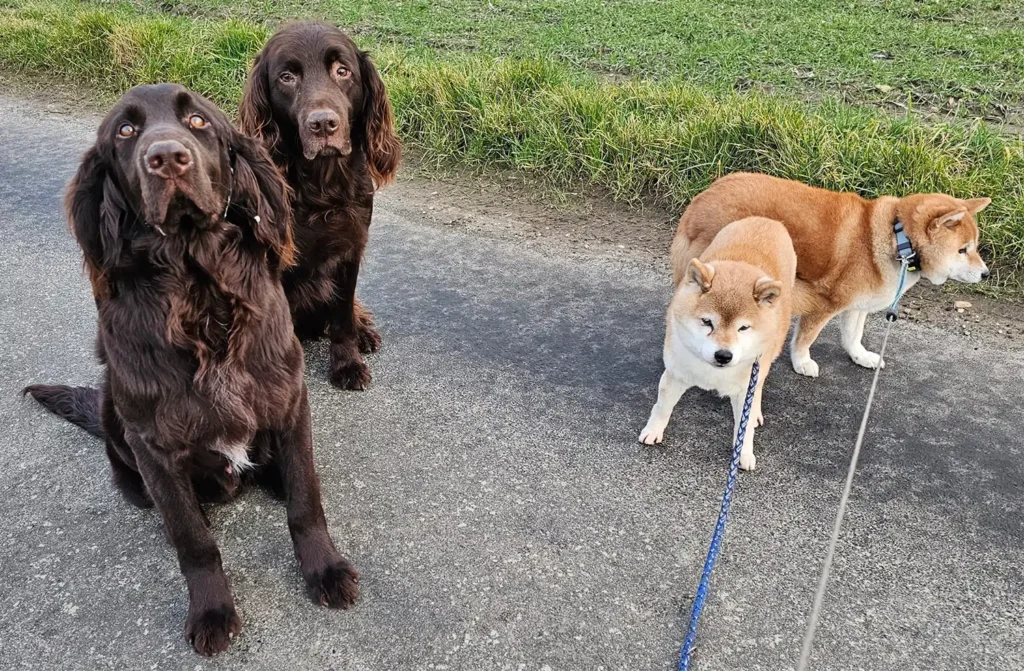 hunde-tierarzt Leistungen in der Tierarztpraxis Mönchengladbach